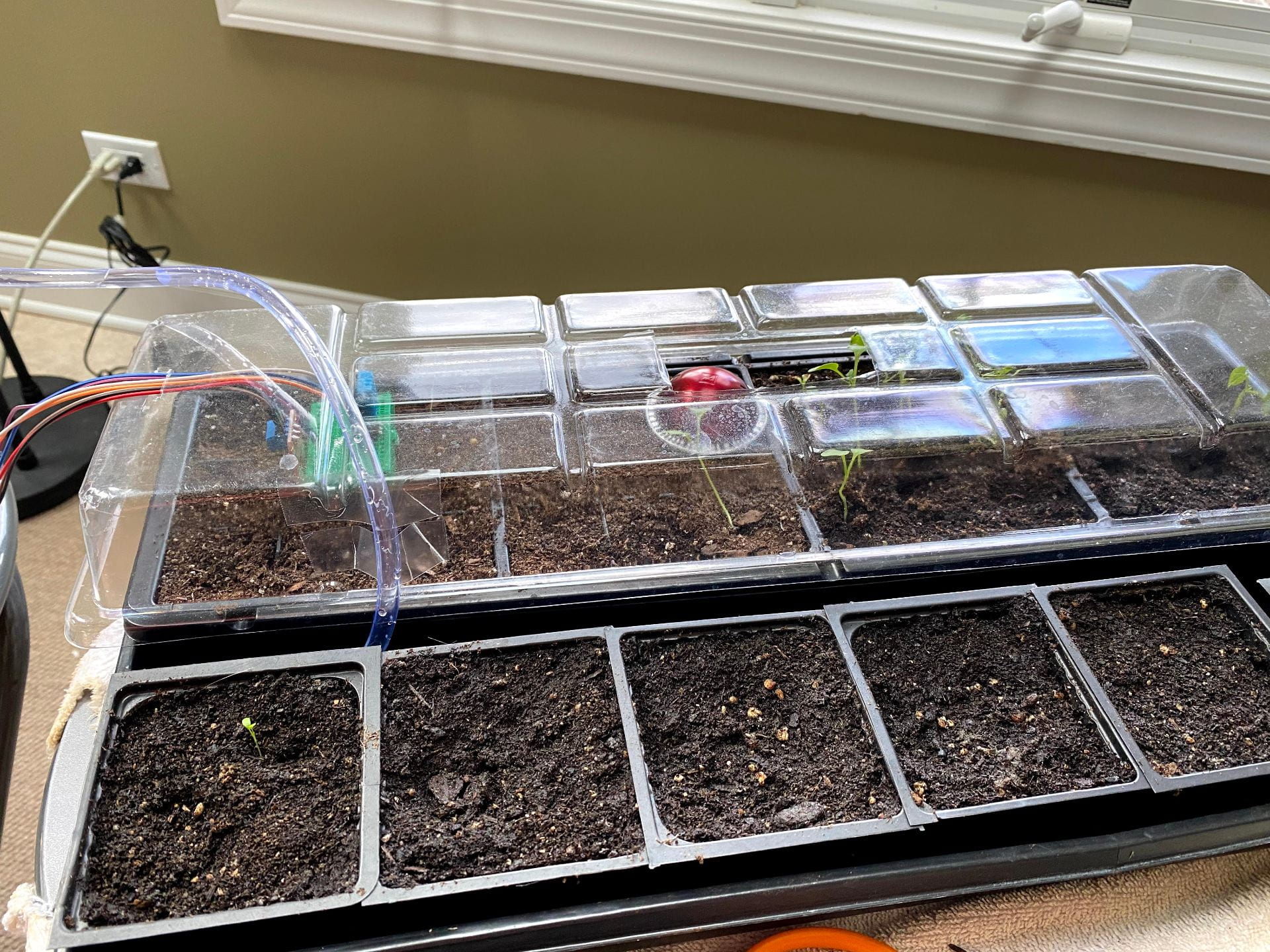 Armand's automatic pepper seedling incubator with seed trays and tubing